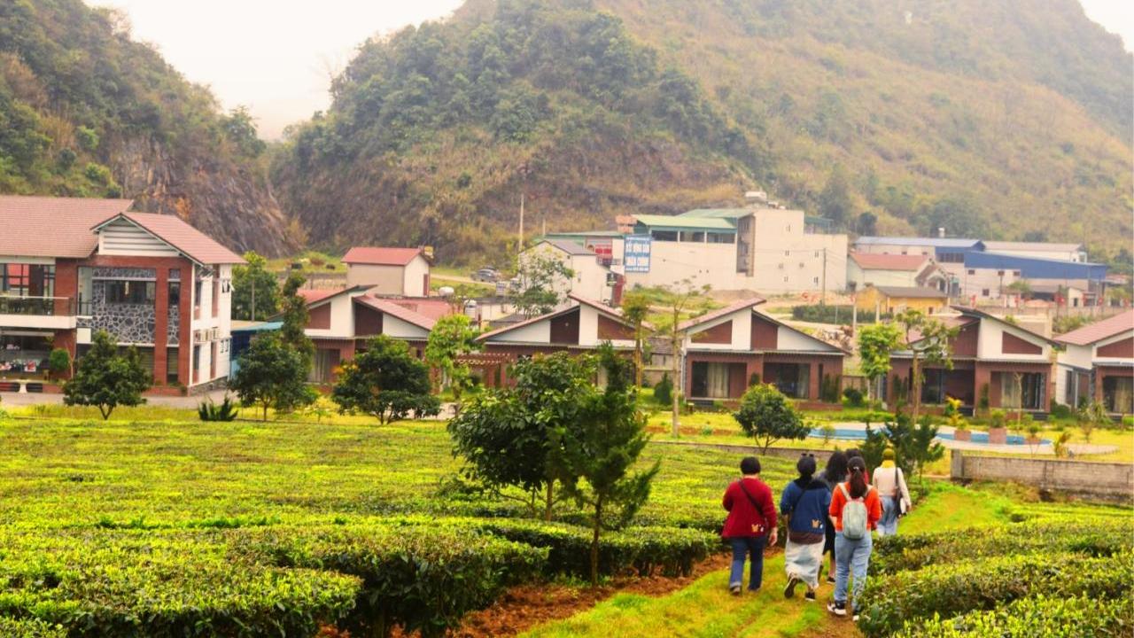 Đồi chè đối diện Emopea Resort Mộc Châu