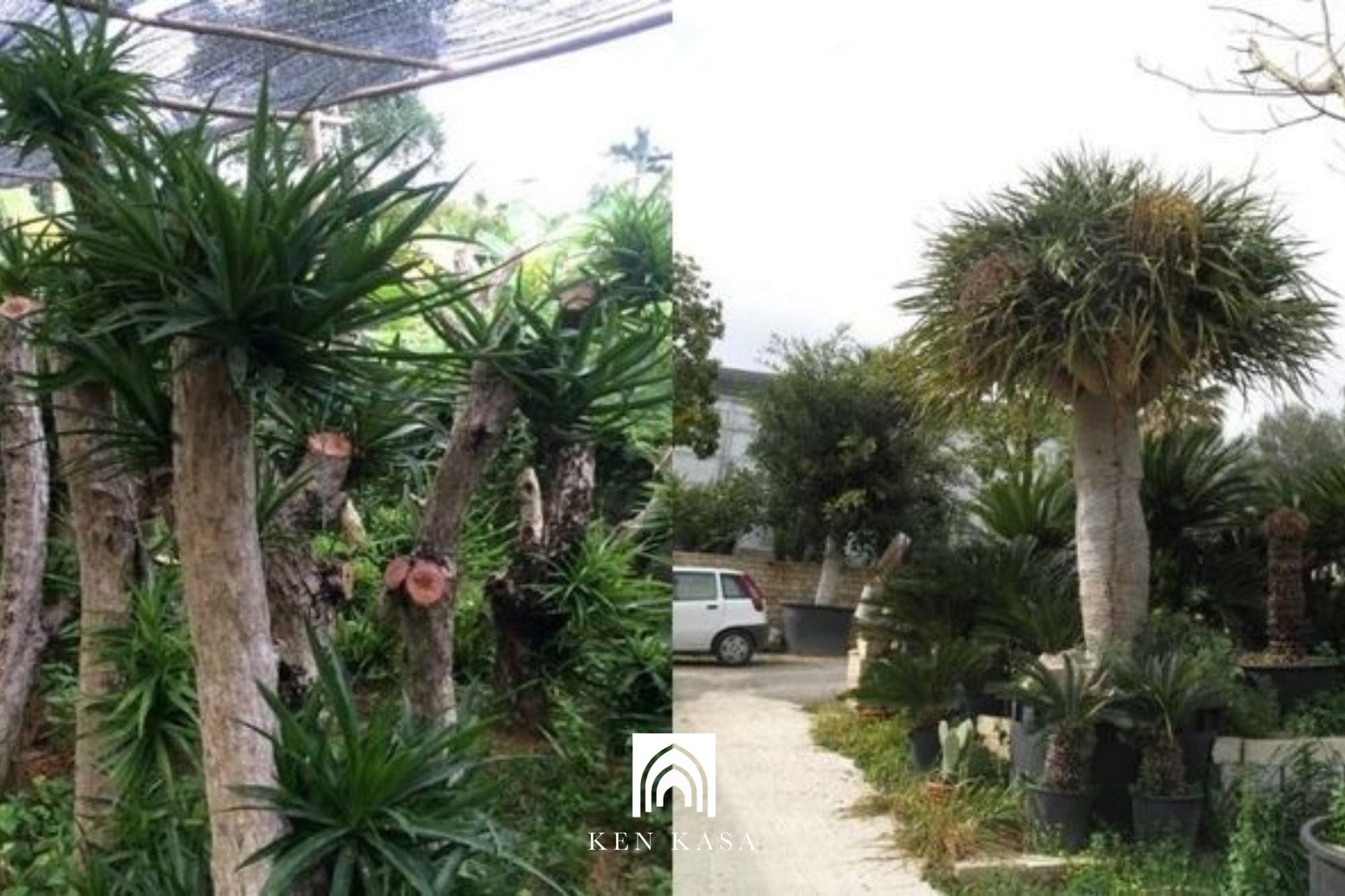 C&acirc;y đại lộc