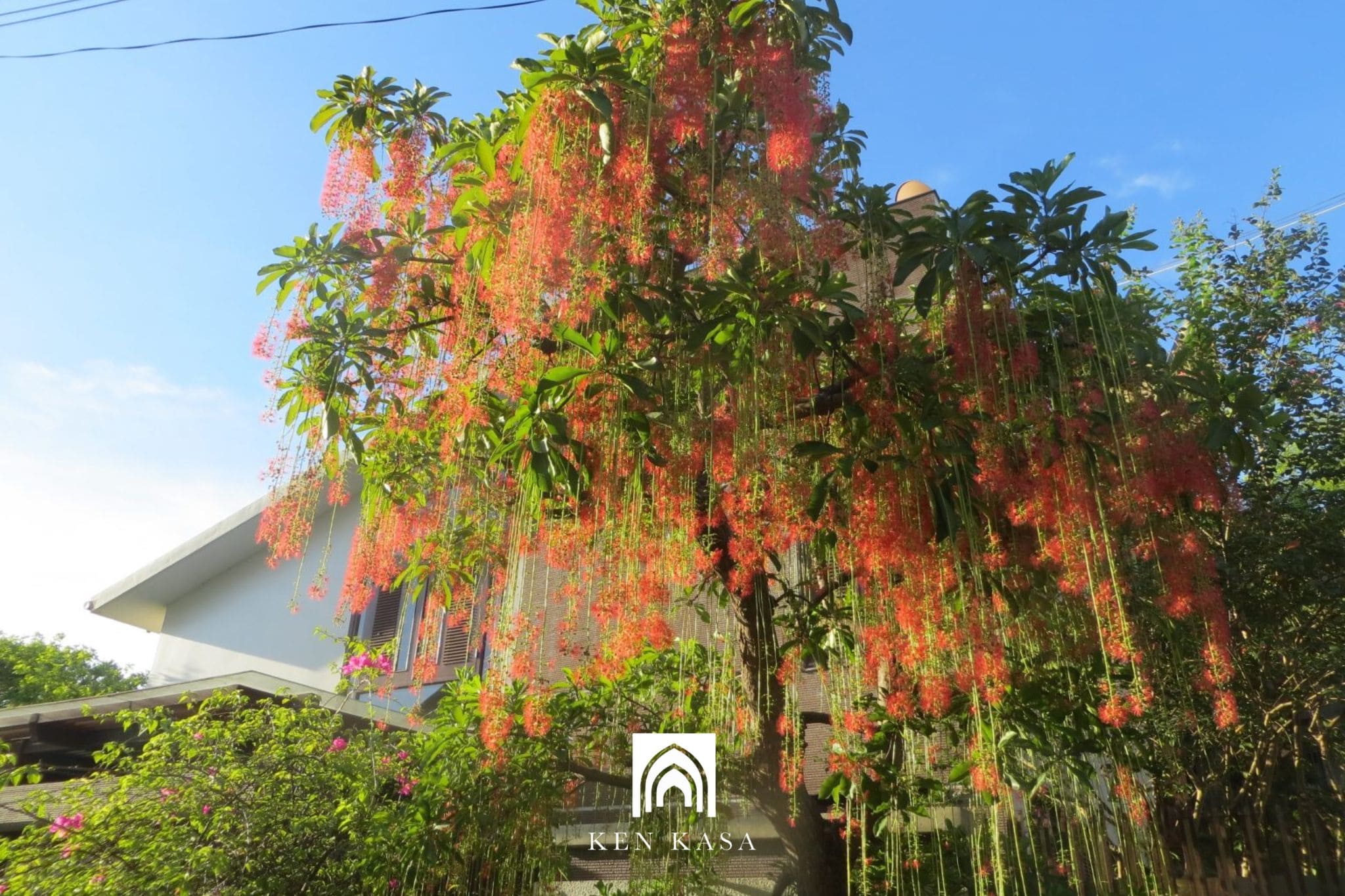 C&acirc;y lộc vừng