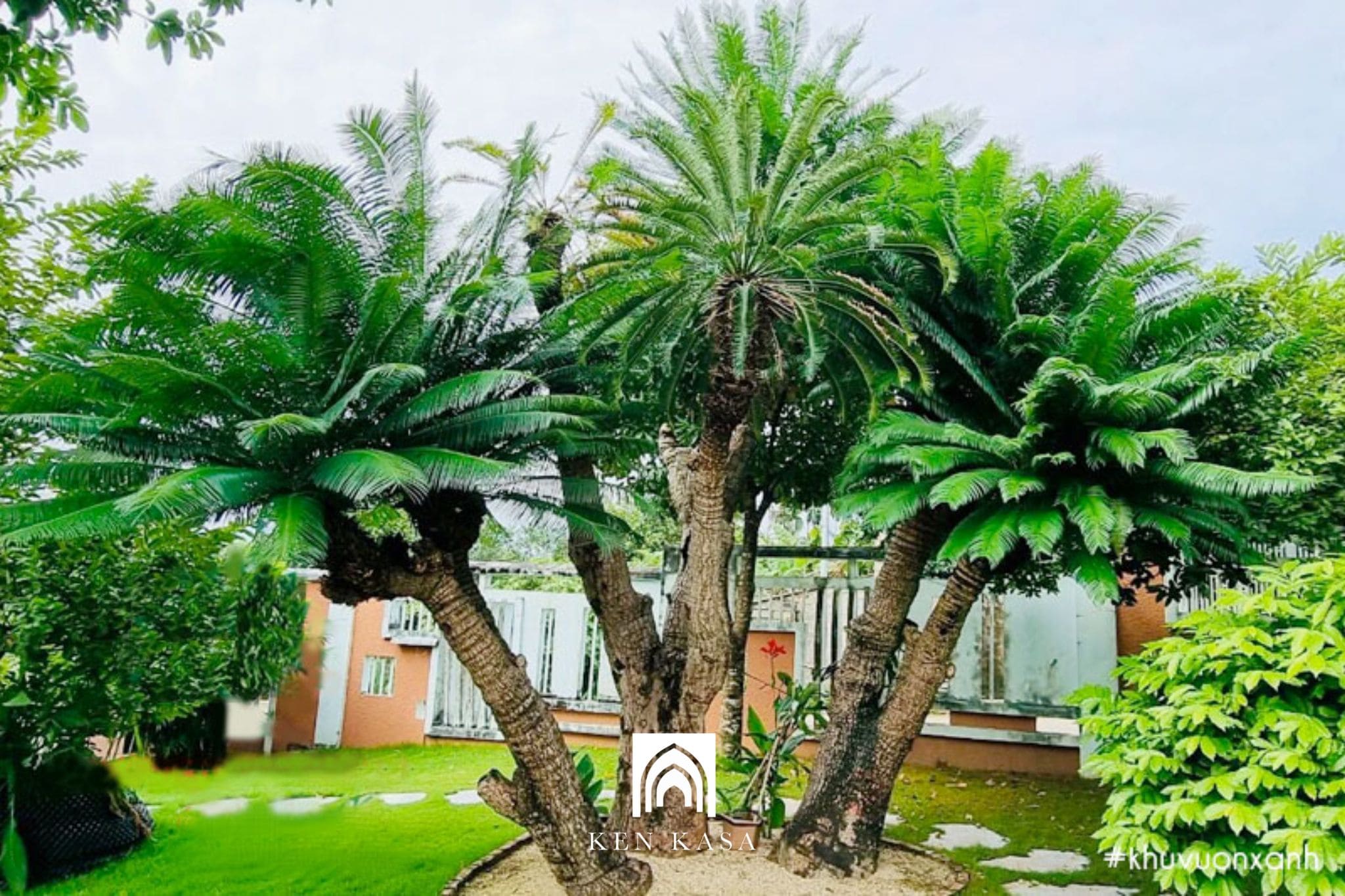 C&acirc;y thi&ecirc;n tuế