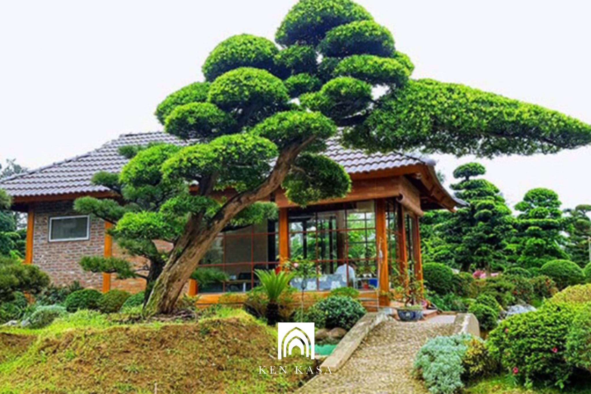 Top 10 cây trồng biệt thự nghỉ dưỡng vừa sang trọng vừa mang lại phong thuỷ cực tốt 